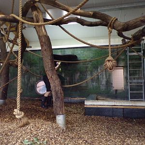 Black and white colobus indoors 11.2.25