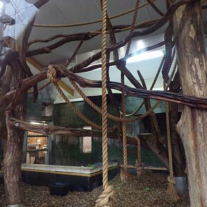 Black and white colobus indoors 11.2.25