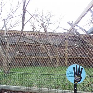 Black and white colobus second holding cage 11.2.25