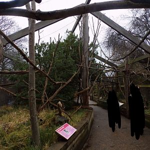 Ring-tailed lemur enclosure 11.2.25