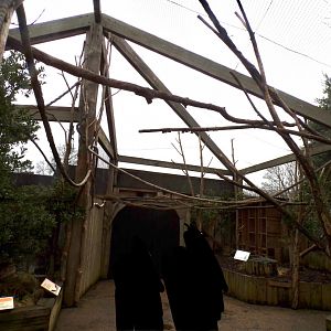 Ring-tailed lemur enclosure 11.2.25