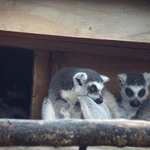 Ring-tailed lemurs 11.2.25