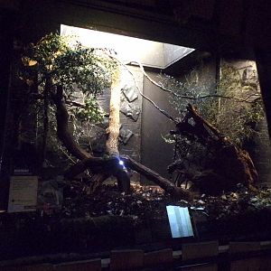 Bokyboky indoor enclosure 11.2.25