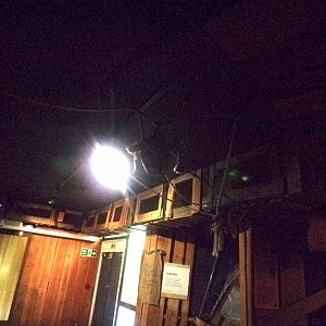 Lemur overhead tunnel in indoor area 11.2.25