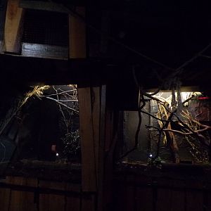 Ring-tailed lemur indoors 11.2.25