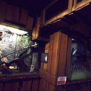 Ring-tailed lemur indoors 11.2.25