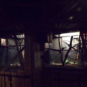 Ring-tailed lemur indoors 11.2.25