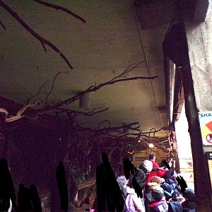 Sloth overhead branches 11.2.25