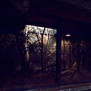 Bokyboky enclosure 11.2.25