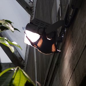 Rodriguez flying fox 11.2.25