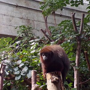 Coppery titi 11.2.25