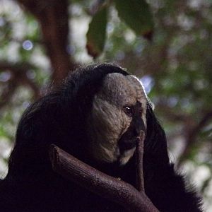 White-faced saki 11.2.25