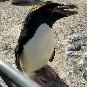 Macaroni Penguin Close-up