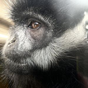 François ' Langur Close-up