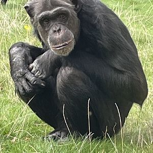 Chimpanzee