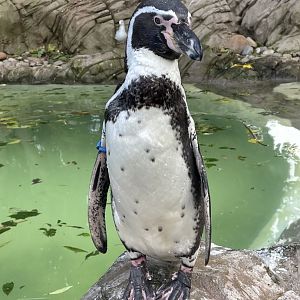 Humboldt Penguin