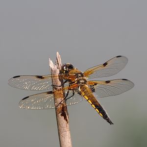 Four-spotted chaser (Libellula quadrimaculata), 2025-04-30