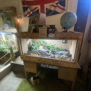 Corn snake exhibit 280425