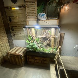 Madagascar day gecko exhibit 280425