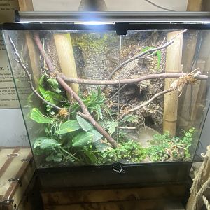 Madagascar day gecko exhibit 280425