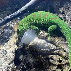 Madagascar day gecko 280425