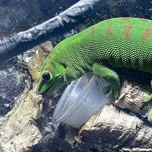 Madagascar day gecko 280425