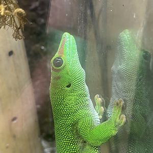 Madagascar day gecko 280425