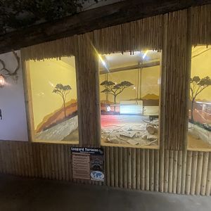Leopard tortoise exhibit 280425