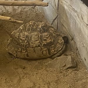 Leopard tortoise 280425