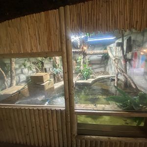 Spectacled caiman exhibit 280425