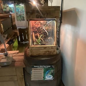 Williams’ electric blue gecko exhibit 280425