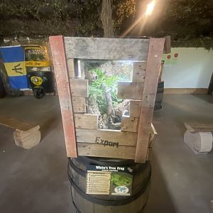 Australian green treefrog exhibit 280425