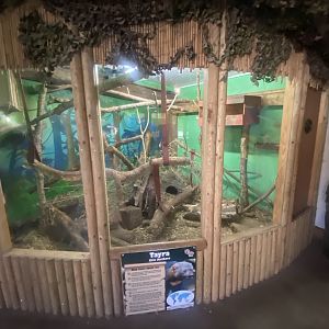 Tayra indoors 280425