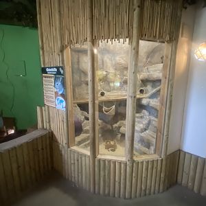 Chinchilla exhibit 280425