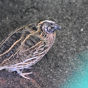 Plzen quail ID