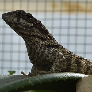 Plzen lizard ID