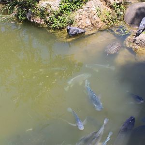 Okinawa Zoo lake - three invasive species