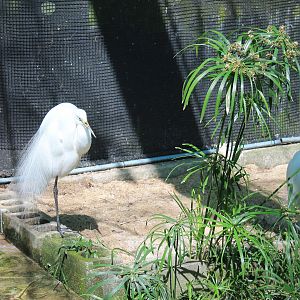 Okinawa Zoo - Great and Intermediate Egrets