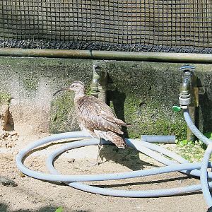 Okinawa Zoo - Whimbrel (Numenius phaeopus)