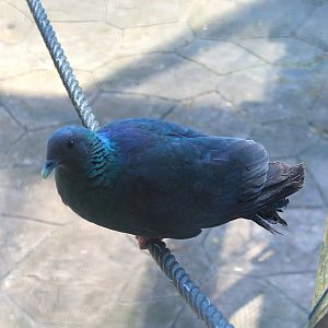 Okinawa Zoo - Japanese Wood Pigeon (Columba janthina janthina)