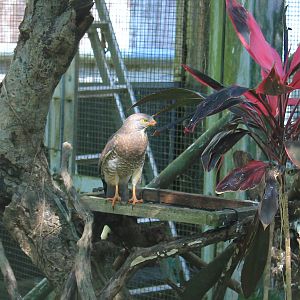Okinawa Zoo - Grey-faced Buzzard (Butastur indicus)