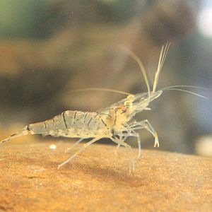 Okinawa Zoo - River Prawn (Macrobrachium lar)