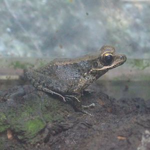 Okinawa Zoo - Okinawa Tip-nosed Frog (Odorrana narina)