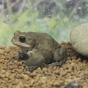 Okinawa Zoo - Miyako Toad (Bufo gargarizans miyakonis)