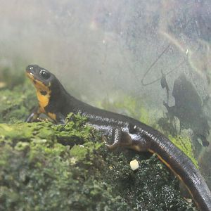 Okinawa Zoo - Okinawa Sword-tailed Newt (Cynops ensicauda popei)
