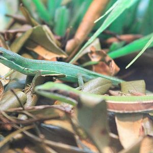 Okinawa Zoo - Green Grass Lizards (Takydromus smaragdinus)
