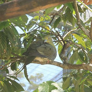 Okinawa Zoo - Ryukyu Green Pigeon (Treron permagnus permagnus)