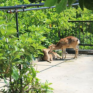 Okinawa Zoo - Taiwan Sika Deer (Cervus nippon taiouanus)