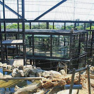 Okinawa Zoo - Yakushima Macaque (Macaca fuscata yakui)