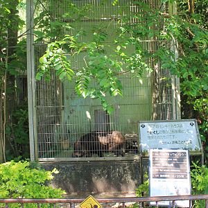 Okinawa Zoo - Ryukyu Wild Pig (Sus scrofa riukiuanus)